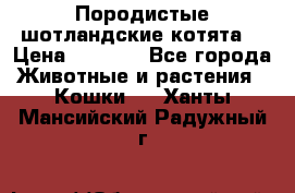Породистые шотландские котята. › Цена ­ 5 000 - Все города Животные и растения » Кошки   . Ханты-Мансийский,Радужный г.